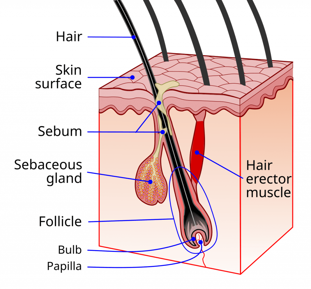 What's Finasteride 2 Hair Follicle