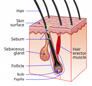 Topical Finasteride